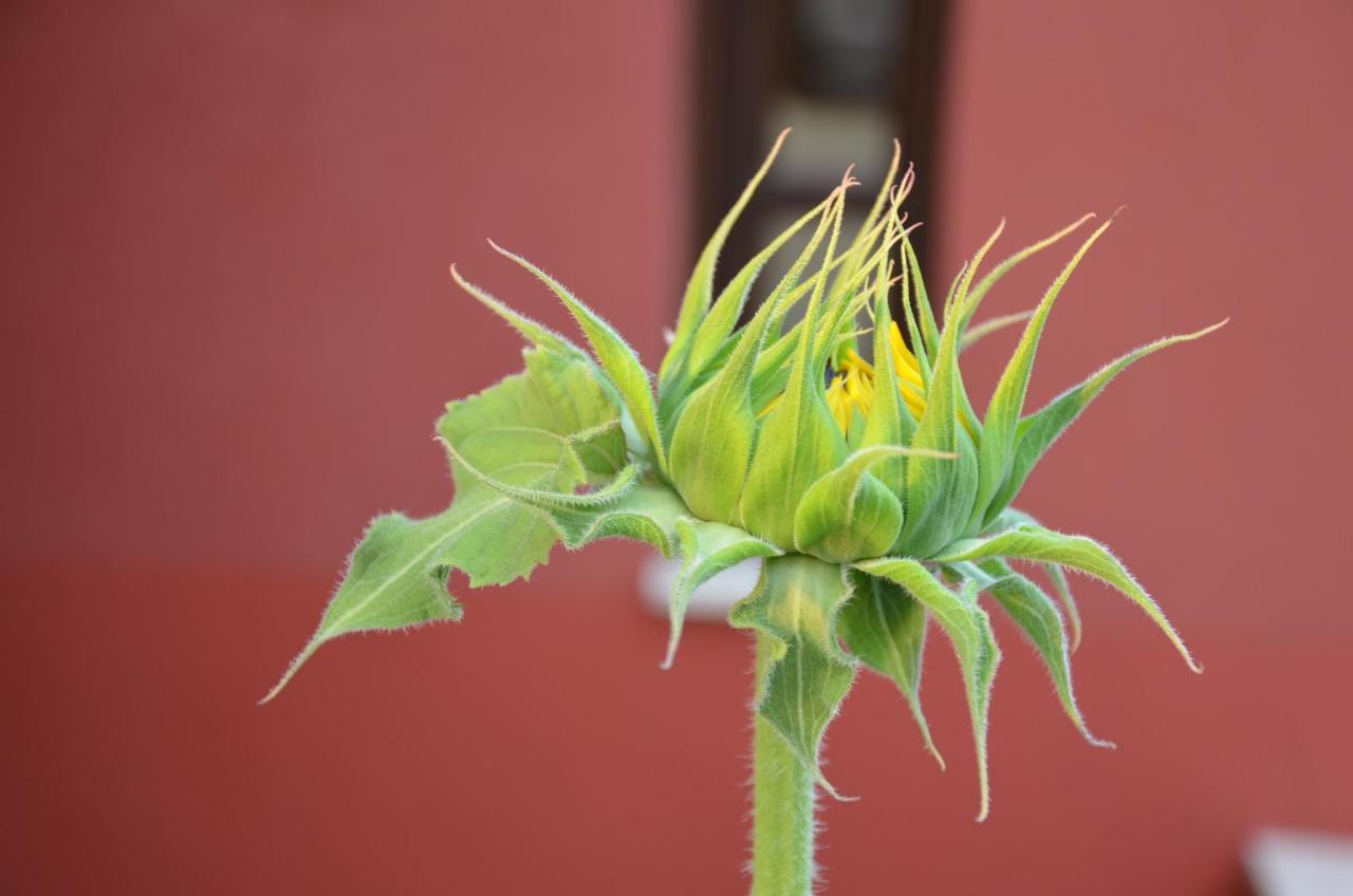 Helianthus Guesthouse Ammoulianí Eksteriør billede