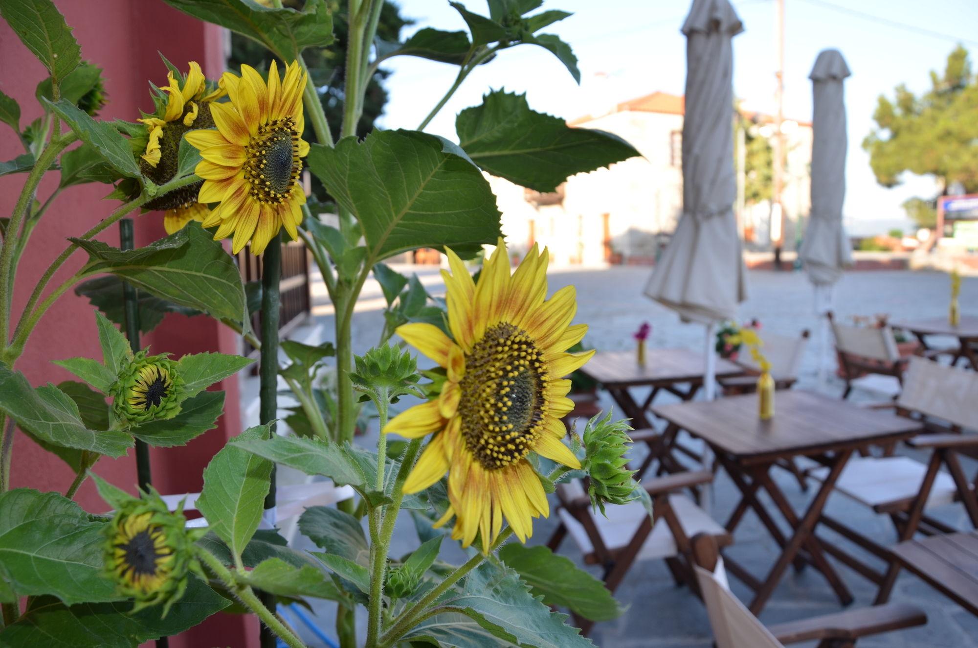 Helianthus Guesthouse Ammoulianí Eksteriør billede
